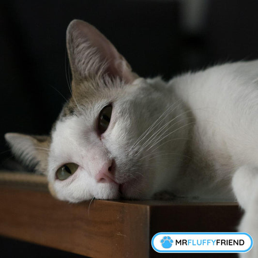 cat depression signs