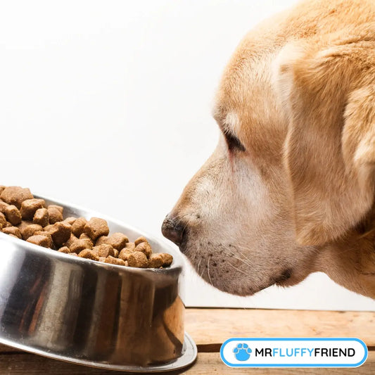 Featured image for a blog called "Why Does My Dog Sniff His Food and Walk Away" showcasing a Labrador sniffing a bowl of kibble