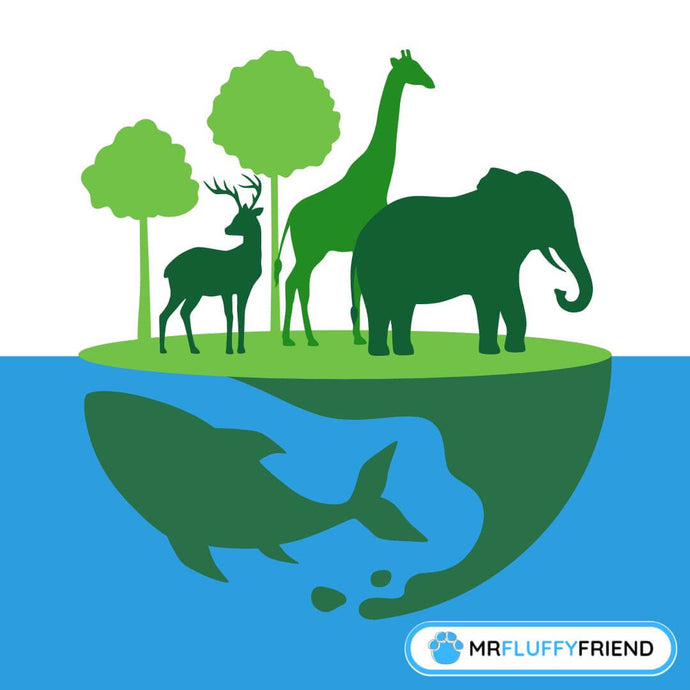 From History to Impact: Why World Animal Day Really Matters