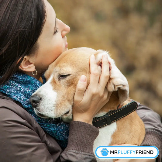 A person gently cuddling a sad-looking beagle, with a soft, natural background.