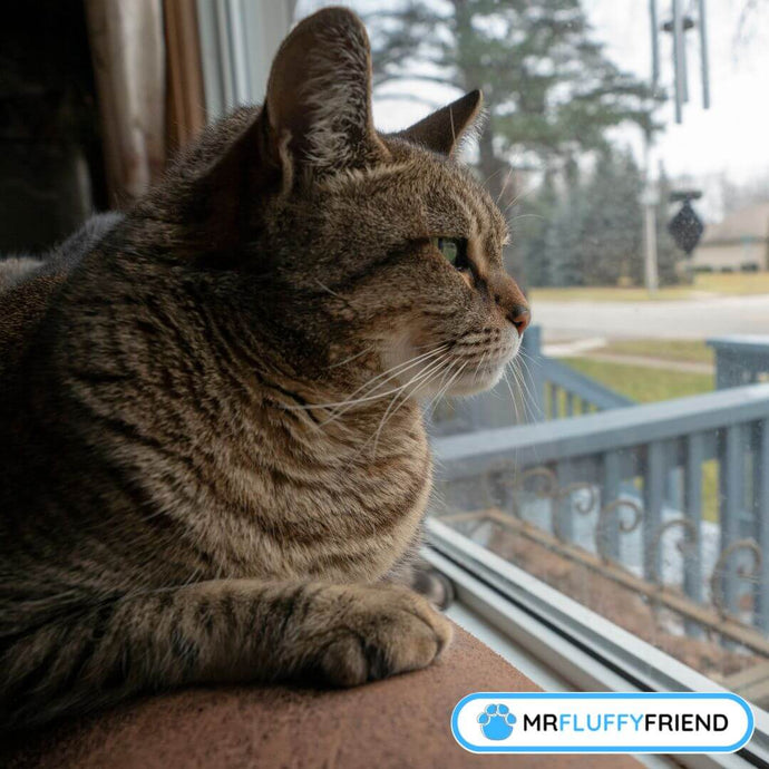 How Long Can You Leave Your Cat On Their Own?