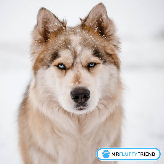 winter dog breeds