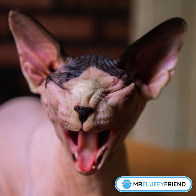 Why Does a Cat Sneeze? Common Reasons and Fixes
