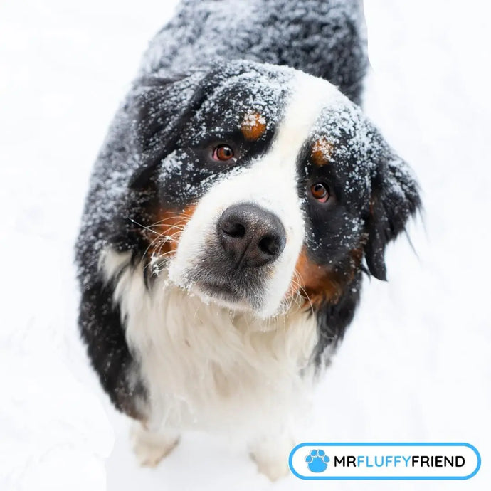 Winter Grooming for Dogs: Expert Tips for a Healthy Pup