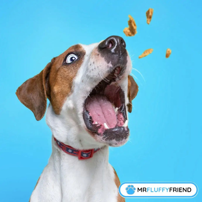 Simple Christmas Dog Treat Recipes You Can Make