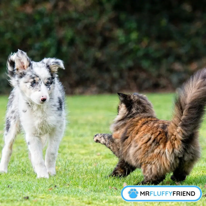 Surprise! The Worst Dog Breeds for Cats Revealed