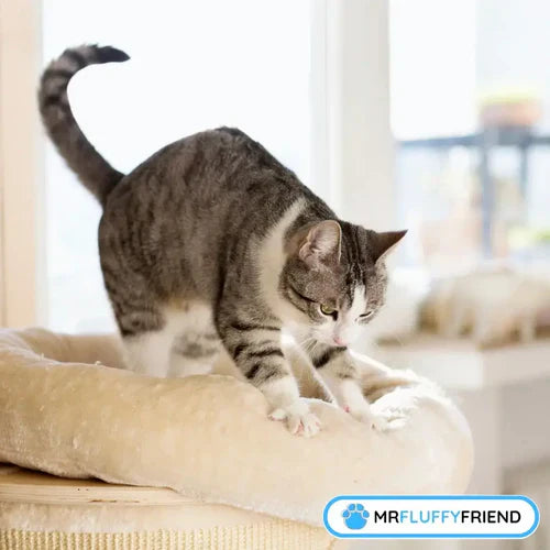 Why Do Cats Knead and Purr: The Simple Reasons