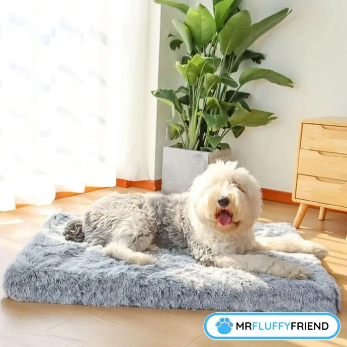 What’s the Best Bed for Senior Dogs? Top-Notch Support