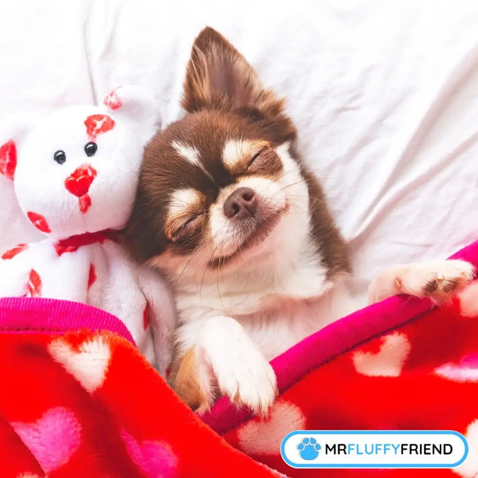 Fascinating Dog Sleeping Positions When Sick: What They Mean