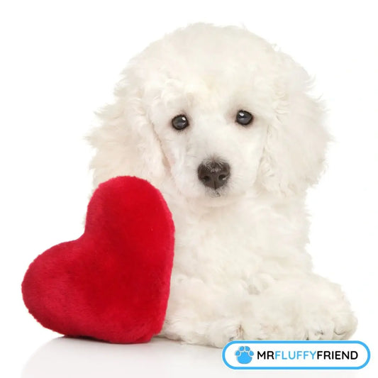 does my dog know i love them