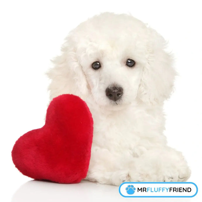 Valentine's Special: Does My Pooch Know I Love Them?
