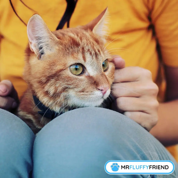 Why Does My Cat Drool? We're Revealing the Truth!
