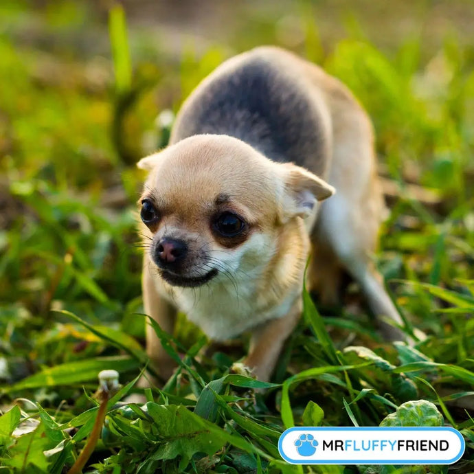 Why Is My Dog Shaking and Panting? Expert Insights