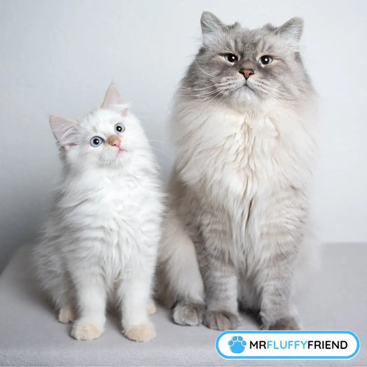 A kitten and a cat snuggled up together – looks like the older cat’s starting to warm up to the newbie.