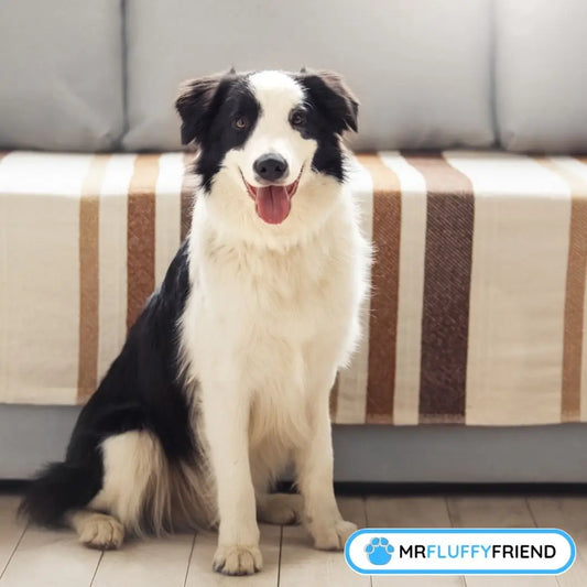 How to keep your dog off the sofa; Black and white Border Collie sat next to the sofa