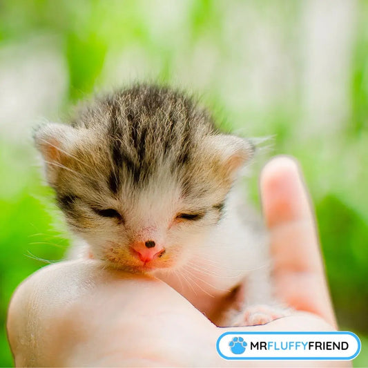 A tiny, snoozing kitten with grey and white fur curled up in someone's hand, surrounded by soft green leaves.