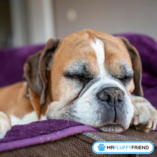 Close-up of an old Boxer having a snooze, eyes shut, all cosy on a purple blanket – perfect for our blog about older dogs that sleep all day.