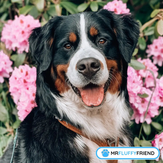Cover pic for our “Biggest Dog Breeds” blog – a happy Bernese Mountain Dog chilling in pink flowers