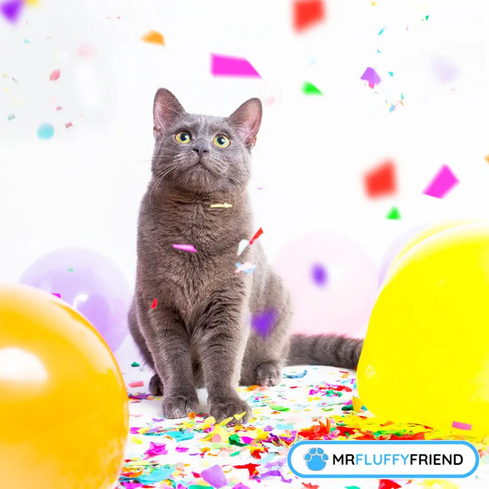 International Cat Day 2025: How the world celebrates cats
