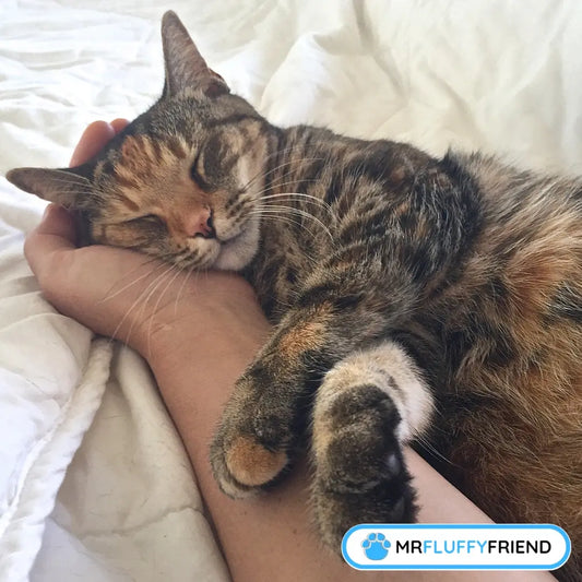 Featured image for a blog called "Why does my cat sleep on my bed" featuring a cat sleeping and being petted on bed