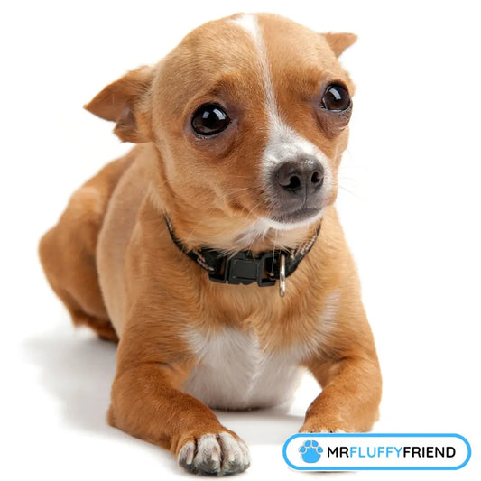 A small tan dog looking worried, lying on a white background to show dog separation anxiety