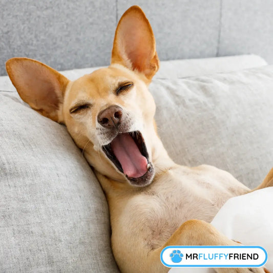 Happy dog yawning and relaxing on a cosy couch, illustrating comfort from the best dog bed for older dogs.