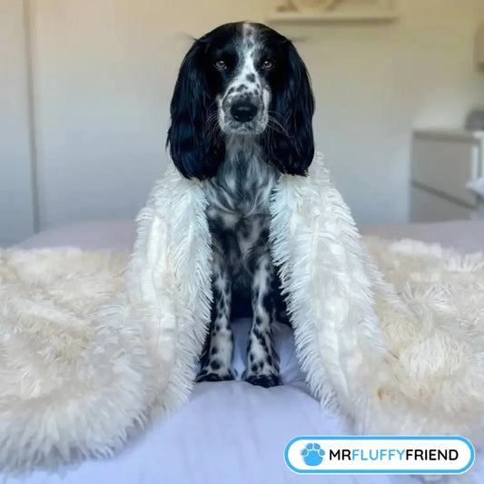 Featured image for a blog titled “5 Best Dog Products: From Dog Blankets to Orthopaedic Beds” featuring a black-and-white Spaniel sitting on a bed under a fluffy cream blanket.