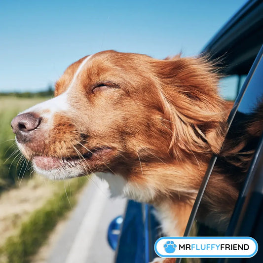 Featured image for the blog “Dog Car Anxiety: 8 Proven Ways to Overcome Fear” showing a happy brown-and-white dog leaning out of a car window, eyes closed, enjoying the breeze on a sunny day