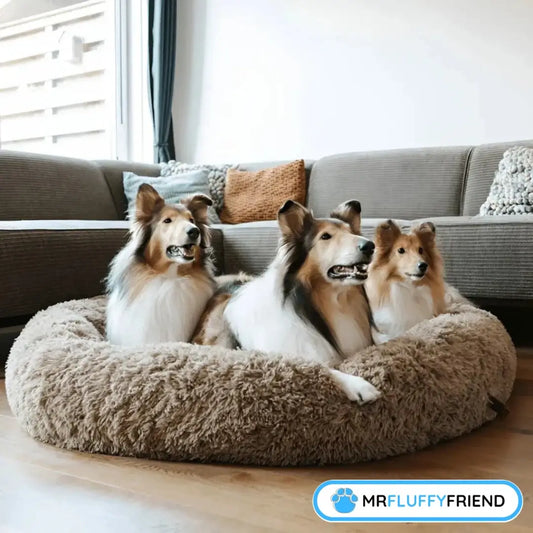Three Sheltie dogs sitting comfortably together in a large brown calming donut bed in a modern living room