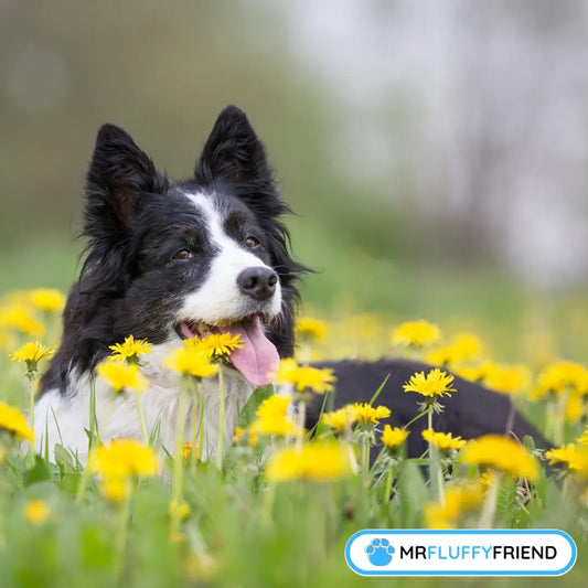 A happy Border Collie lying in a field of yellow dandelions, showing how outdoor environments can trigger seasonal allergies in dogs.