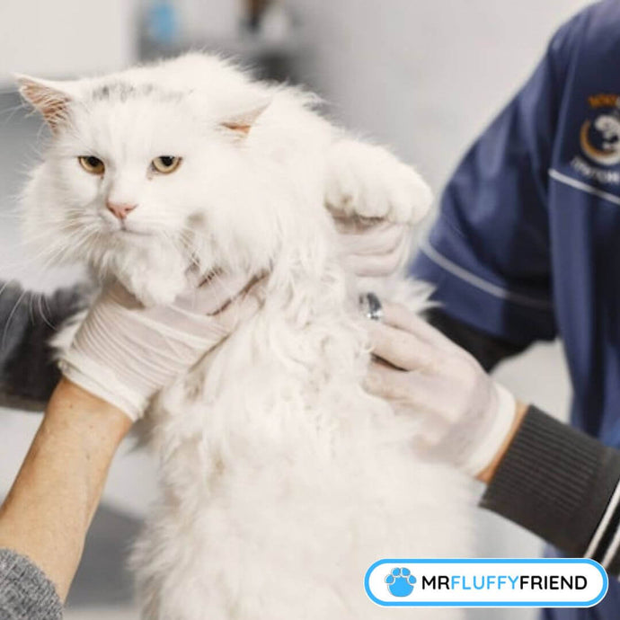 10 Signs and Symptoms of a Sick Cat