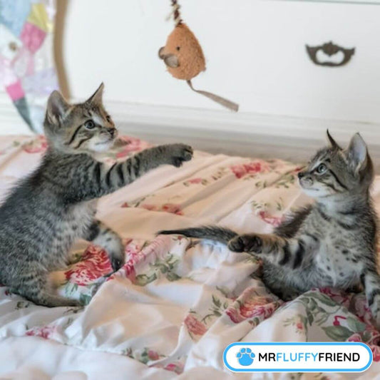 cat behaviour problems