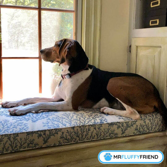 dog breeds with low separation anxiety