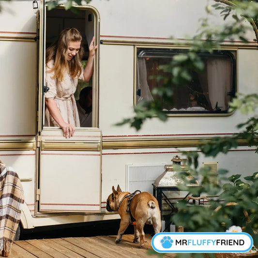Finding the best dog breed for van life: complete guide
