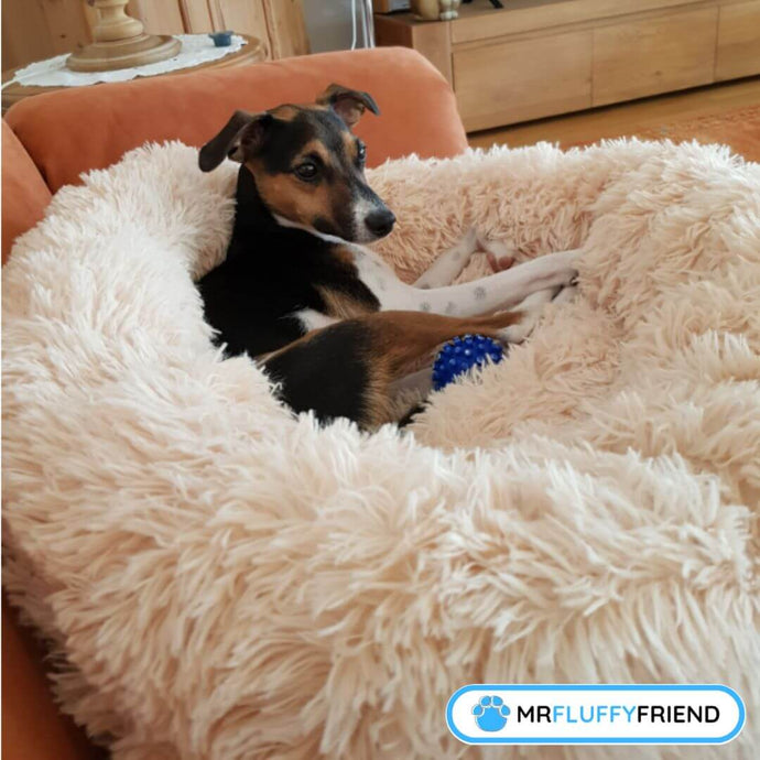 5 Reasons Your Pet Needs An Anti-Anxiety Bed