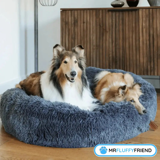 Featured image of a blog "5 Reasons to Get an Anxiety Bed for Dogs" showing two big fluffy dogs chilling on a large round dark grey dog bed in the living room