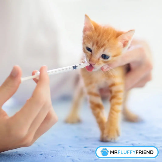 Someone gently holding a tiny ginger kitten while giving it liquid medicine with a syringe.