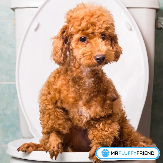 The 10 trickiest dog breeds to house train (& how to crack it)