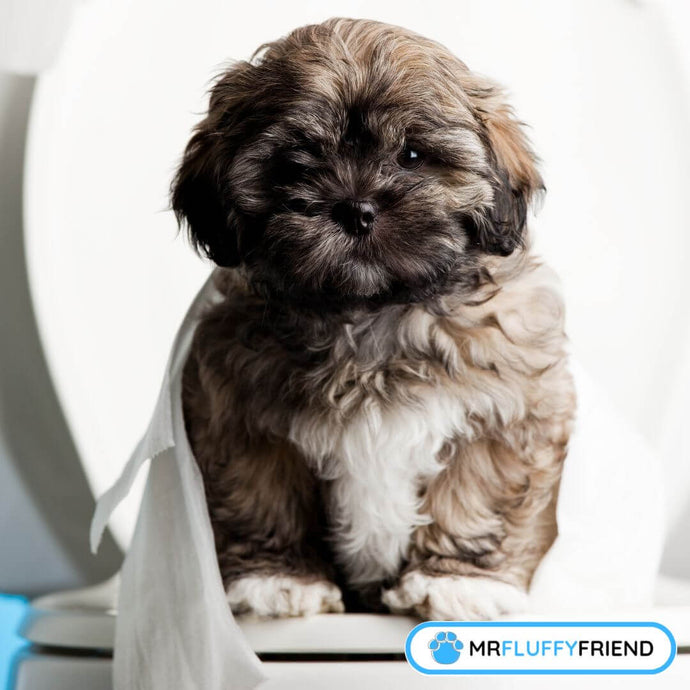 Top 10 Dog Breeds Hardest to Potty Train