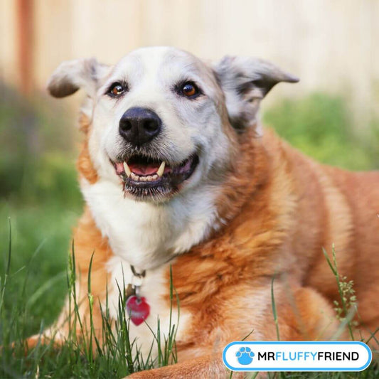 Simple Tips To Improve Your Senior Pet’s Life