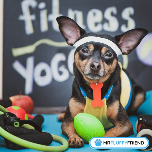 dog exercise help with separation anxiety