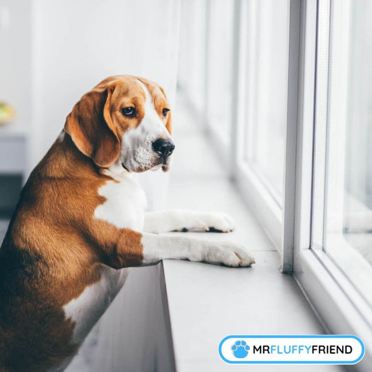 Are There Remedies for Dogs With Anxiety?