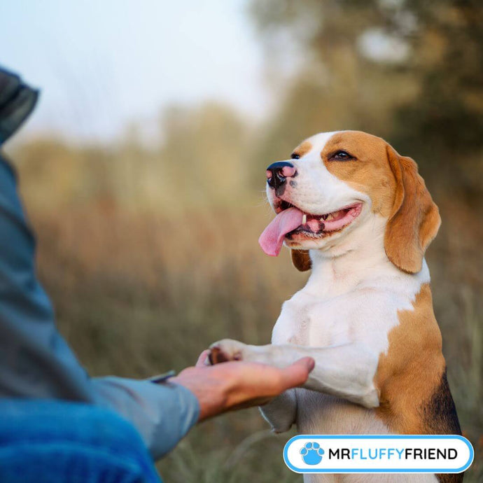 How to Train Your Dog With Anxiety?