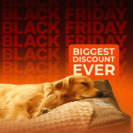 5 Reasons to Buy NOW: Save 60% This Black Friday Before It's Gone!