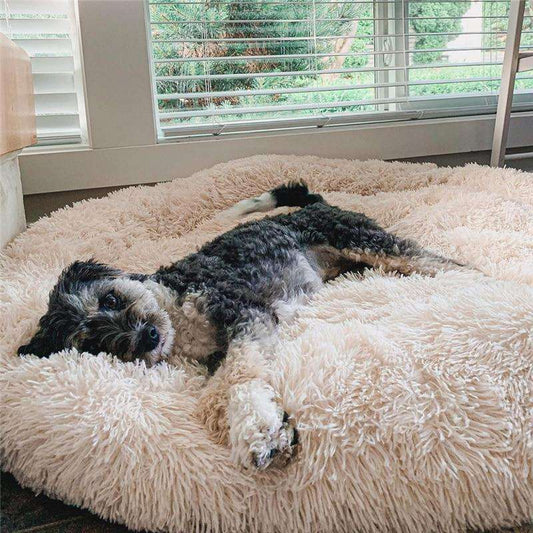 featured image for a blog showing a Dog snoozing on a fluffy apricot dog bed