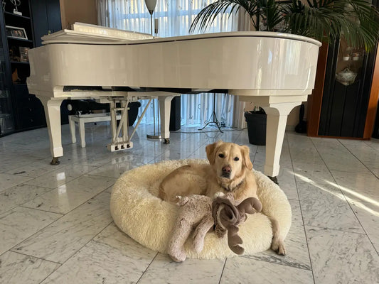 Golden Retriever sitting in a cream donut dog bed in a room with a piano.