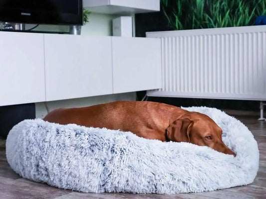 Vizsla asleep in a light grey donut dog bed in a modern living room.