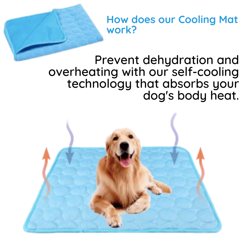 A golden retriever sitting happily on a blue cooling mat – made to soak up body heat and stop overheating.