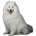  Dog Size: 2XL