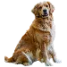  Dog Size: 3XL